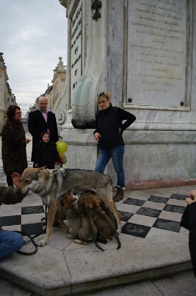 De La Terre D'argent - Chien-loup tchecoslovaque - Portée née le 02/11/2013